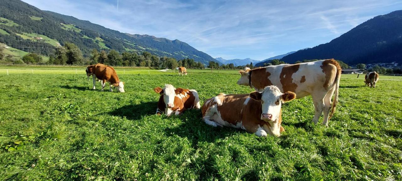 Brixnerhof Im Zillertal Hotell Schlitters Eksteriør bilde