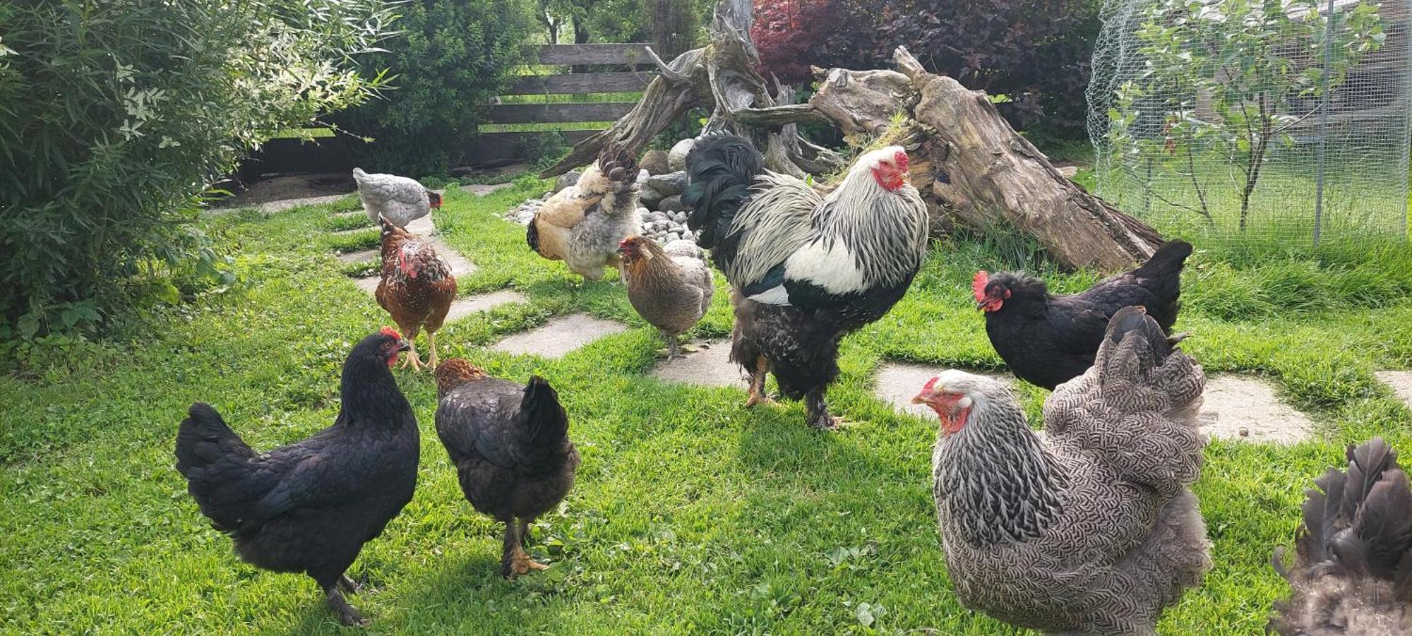 Brixnerhof Im Zillertal Hotell Schlitters Eksteriør bilde